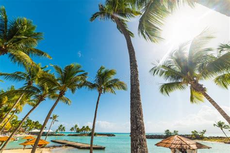 Palmiers En Plage De Bas Du Fort En Guadeloupe Photo Stock Image Du