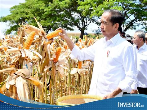 Stok Cadangan Jagung Pemerintah Ribu Ton