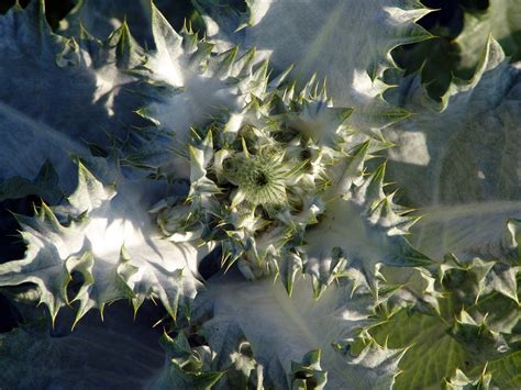 Diestel Flower Plant - Free photo on Pixabay - Pixabay