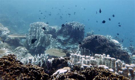 Now Or Never For Malaysian Coral Reefs Macaranga