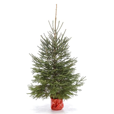 https://datskieelki.biz/product/elki-v-gorshkah-omorika/ - Датские елки