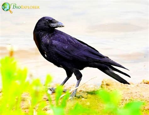 carrion crow corvus corone black bird bioexplorer