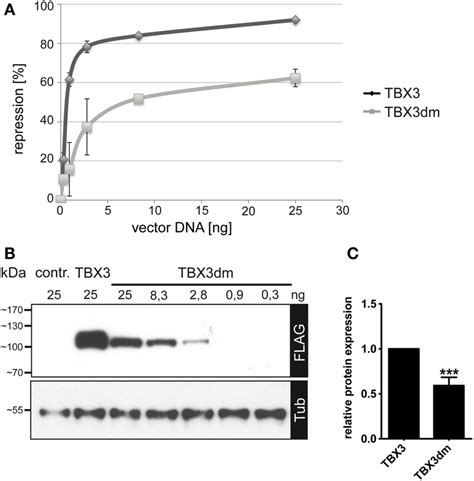 Repression Of P Luc Reporter By Tbx And The Dna Binding Deficient