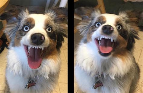 how do you teach your dog to smile