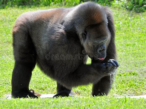 Beber F Mea Do Gorila Da Plan Cie Foto De Stock Imagem De Africanos