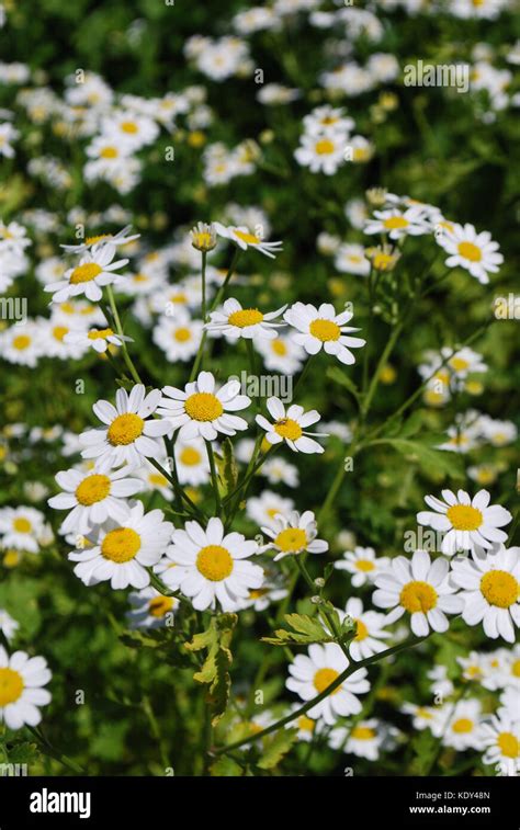 Chamomile Growing In The Herb Garden Stock Photo Alamy