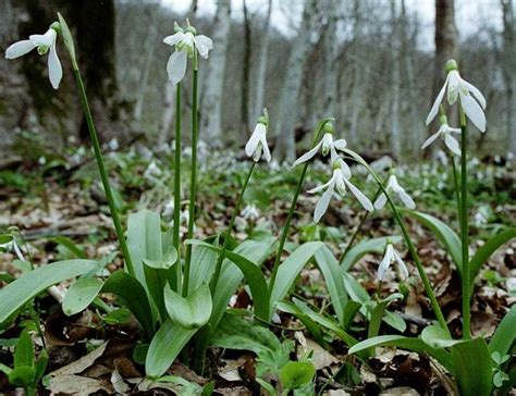 Виды подснежников: фото и описание