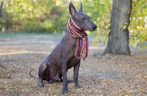 Xoloitzcuintle: Full Breed Info - Appearance, Feeding, Images