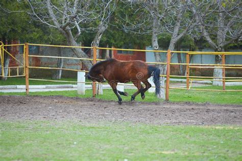 Arabian Horse Training at Farm, Image with Motion Effect Stock Image ...