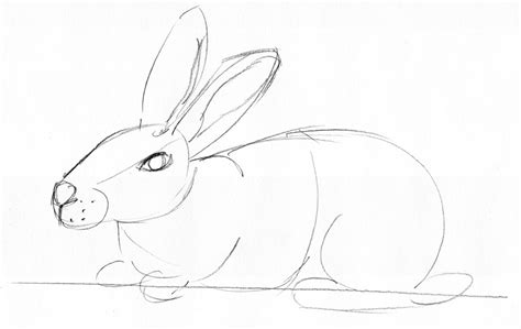 Hasen Bilder Zum Malen : Hase Zeichnen Lernen Fur Kinder 3 Extra