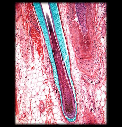 Integument Hair Horns Antlers Mammary Glands Anal Sacs Flashcards Quizlet