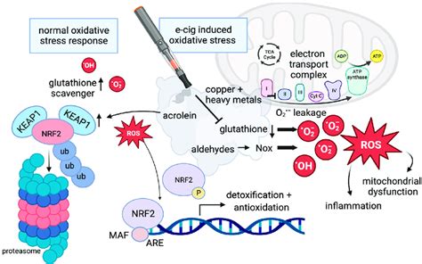 The regulation of reactive oxygen species. Under normal conditions ...
