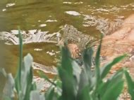 Juliane Araújo nude pics page