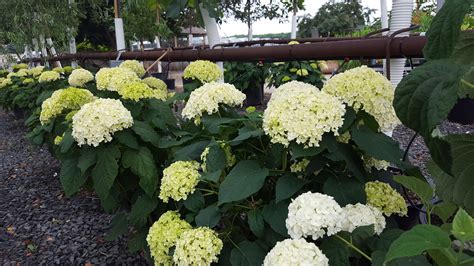 Lets Talk Hydrangeas — Lynde Greenhouse And Nursery