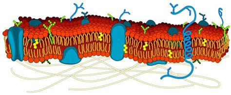 phospholipid bilayer diagram Diagram | Quizlet