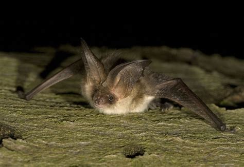 Les Chauves Souris Alsaciennes Un Tr Sor De Biodiversit Menac