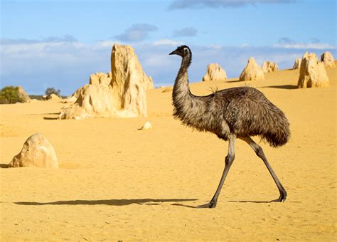 Australian Emu