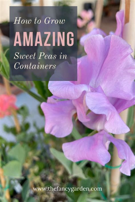 How To Grow Amazing Sweet Peas In Containers