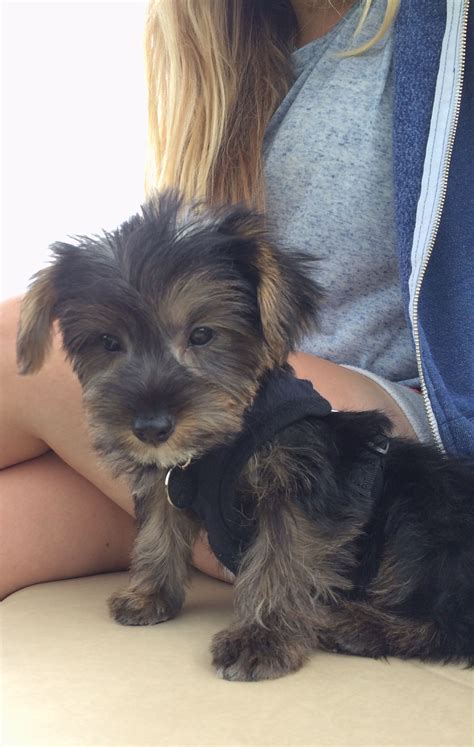 Dollzis Jack Russell X Yorkie Puppies For Sale