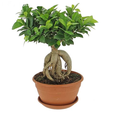 Ficus Ginseng Livraison Plante Verte Foliflora