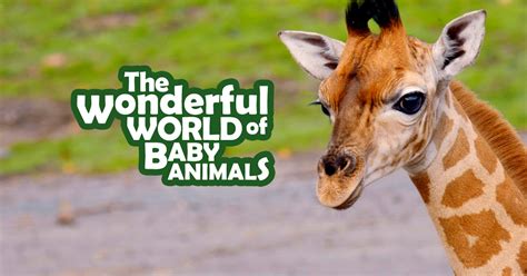 Watch The Wonderful World of Baby Animals | Full Season | TVNZ OnDemand