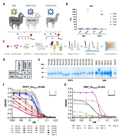 Selection And Expression Of Rvfv And Sbv Specific Vhhs A Download Scientific Diagram