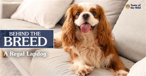 Behind the Breed: Cavalier King Charles Spaniel