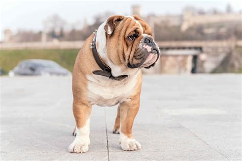13 Low-Energy Dog Breeds | PetMD
