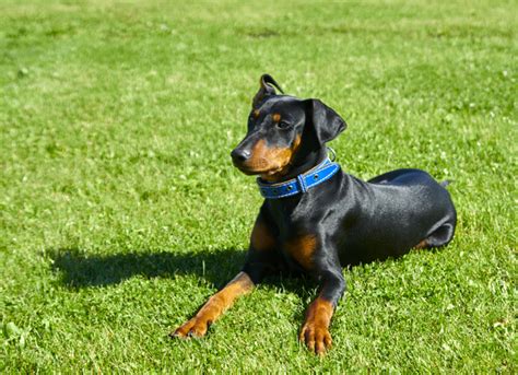 German Pinscher Dog Breed Information Pictures Characteristics