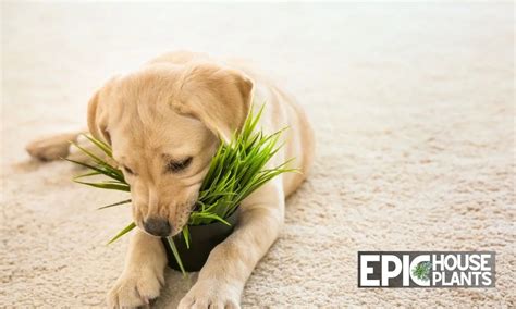 Are Snake Plants Toxic to Dogs? A Comprehensive Overview – Epic Houseplants