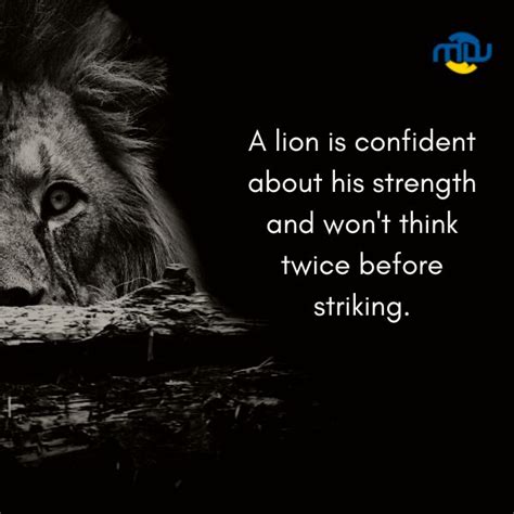 Confident Attitude Powerful Lion Quotes Focus Wounded Lion Sayings