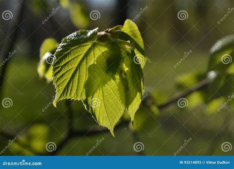 As Folhas Verdes Novas Dos Linden Incandescem No Sol Imagem De Stock