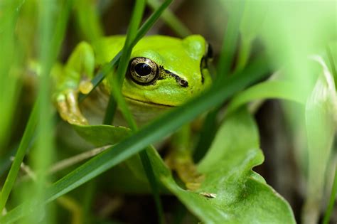 Japanese Tree Frog By Hidetoshi Kikuchi On 500px Groda