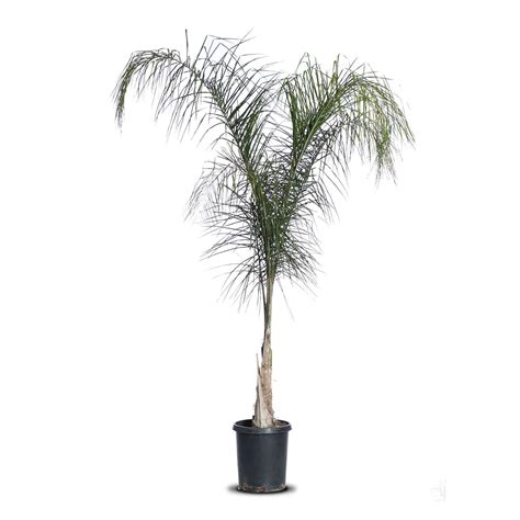 Queen Palm Grey - Tree Mart