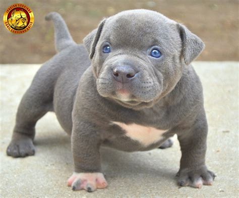 American Bully Olho Azul - Filhote American Bully - Cinza - Olhos Azuis - Pedigree | Parcelamento ...