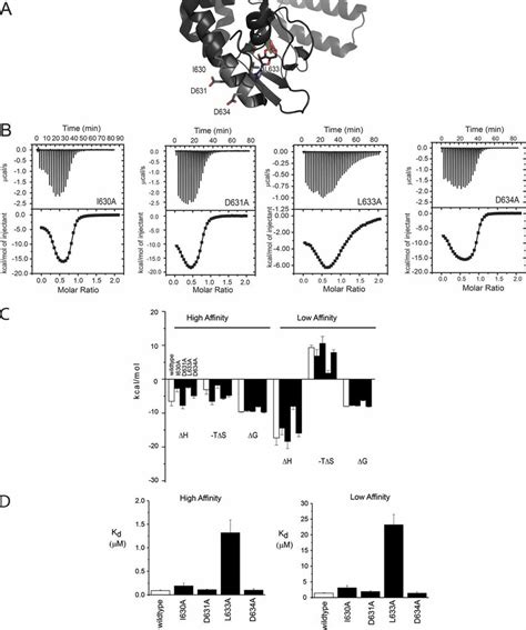 Other C Helix Residues Make Variable Contributions To Camp Binding To Download Scientific