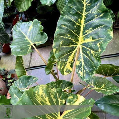 Jual Tanaman Alocasia Macrorrhiza New Guinea Gold Shopee Indonesia