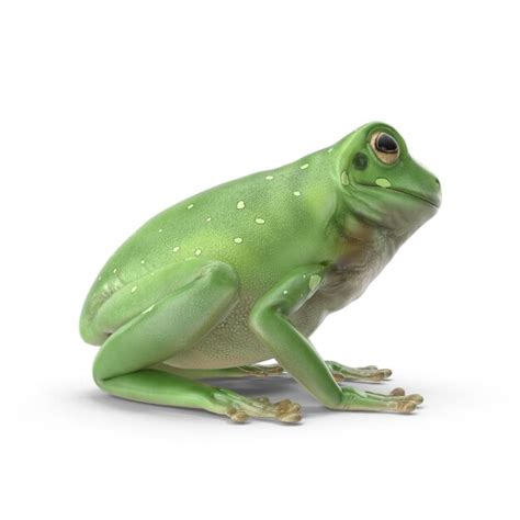 Premium Psd Realistic 3d Green Tree Frog Psd Files Detailed Wildlife