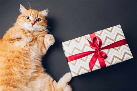 gift ideas for cat lover
