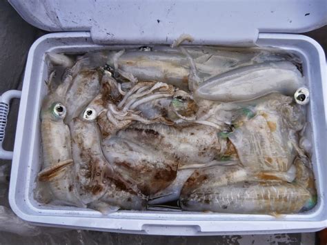 How To Catch Your Own Calamari!