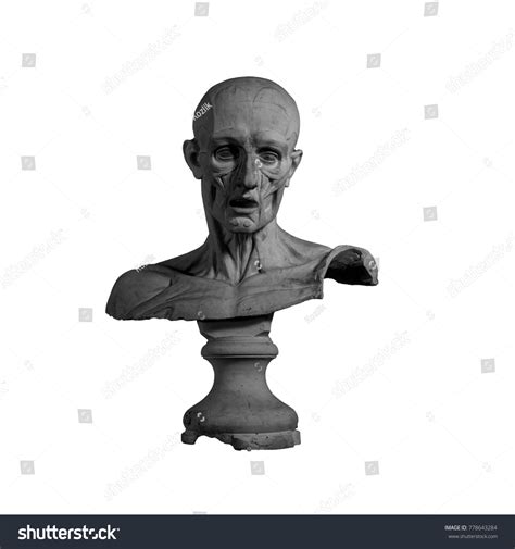 Plaster Statue Naked Man Anatomically Shaped Stock Photo Shutterstock
