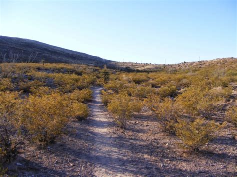 Desert Packrat: What is it About Arroyos?