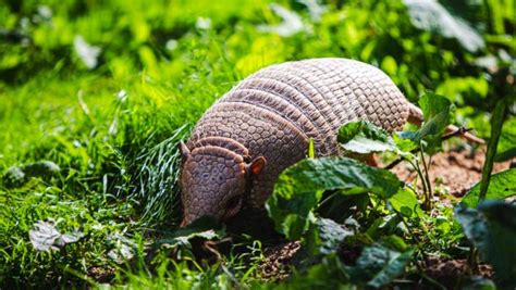 Armadillo Fact Sheet Blog Nature Pbs