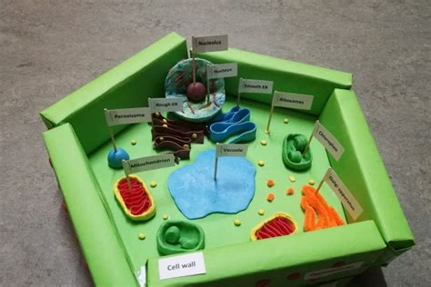 How To Create 3d Plant Cell And Animal Cell Models For Science Class