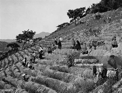 688 Coca Farm Stock Photos, High-Res Pictures, and Images - Getty Images