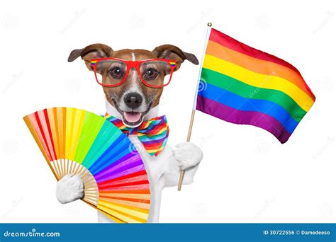 Perro Del Orgullo Gay Foto De Archivo Imagen De Divertido 30722556