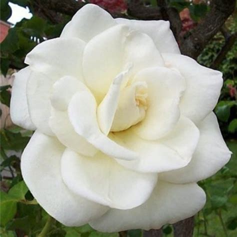 Саженцы Роза плетистая Клайминг Вирго — купить по цене от 740 ₽ в ...