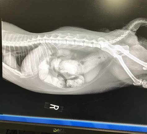 Owner said the cat had stopped eating and that there was no other