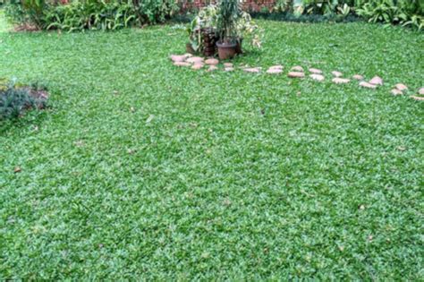 jenis rumput hias terbaik  taman rumah id
