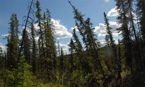 Permafrost - Wrangell - St Elias National Park & Preserve (U.S